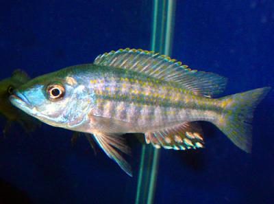 Dimidiochromis kiwinge