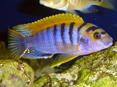 Labidochromis sp. Red Top Kimpuma - Super Red