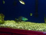 Lichnochromis acuticeps pair spawning