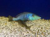 Lichnochromis acuticeps pair spawning