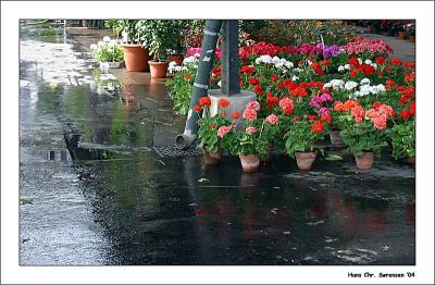 Flowers in the street.