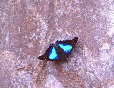 BUTTERFLY