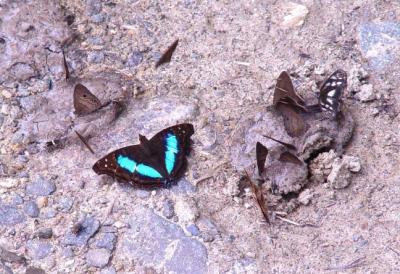 BUTTERFLIES
