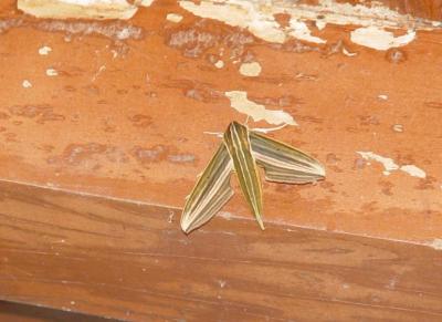 Moth