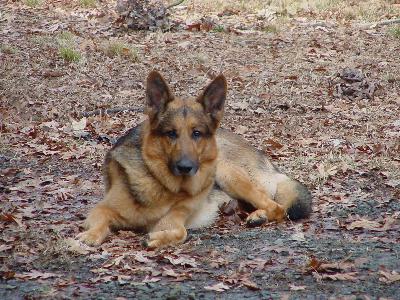 Siegfried, or 11 year old German Shepherd