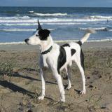 Joop's Dog Log - Thursday Nov 04