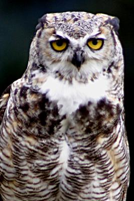 Img_7215Great Horned Owl.jpg