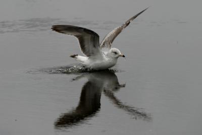 Img_1448Gull.jpg