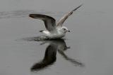 Img_1448Gull.jpg