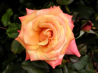 Rose 5.jpg