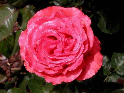 Rose 7.jpg
