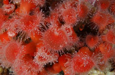 Strawberry Anemones