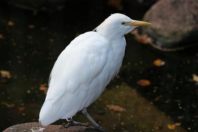 Bubulcus Ibis Cattle Egret Koereiger