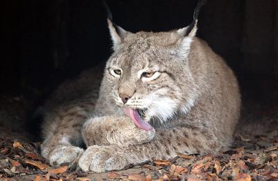 Lynx lynxNorthern lynx Siberische Lynx