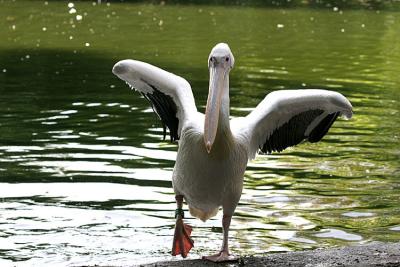 Pelicanus erythrorhynchos White pelican Witte pelikaan 