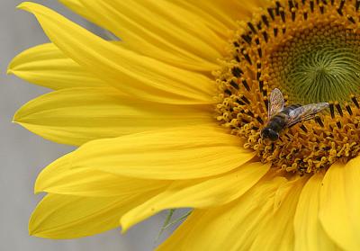 Helianthus annuus Sunflower Zonnebloem