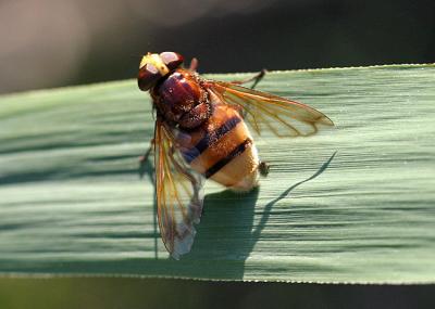 Volucella zonaria Stadsreus of Hoornaarzweefvlieg