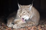 Lynx lynx<br>Northern lynx<br> Siberische Lynx