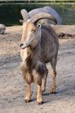 Ammotragus lervia Barbary Sheep Manenschaap