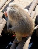 Papio hamadryasHamadryas BaboonMantelbaviaan