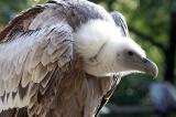 Eurasian Griffon Gyps Fulvus Vale Gier