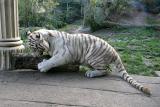 Panthera tigris White tiger Witte tijger