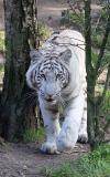 Panthera tigris White tiger Witte tijger