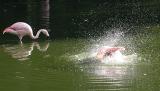 Phoenicopterus chilensis Chilean flamingo Chileense flamingo