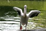 Pelicanus erythrorhynchos White pelican Witte pelikaan