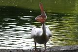 Pelicanus erythrorhynchos White pelican Witte pelikaan