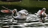 Pelicanus erythrorhynchos <br>White pelican <br>Witte pelikaan 