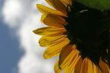 Helianthus annuus <br>Sunflower <br>Zonnebloem