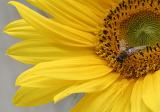 Helianthus annuus <br>Sunflower <br>Zonnebloem