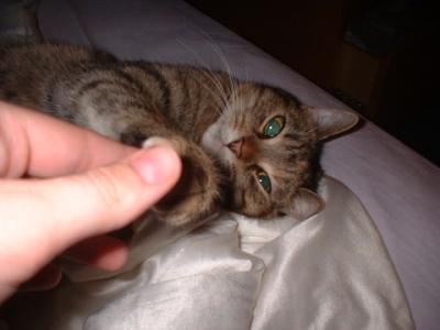 angelkitty4.JPG