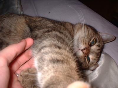 angelkitty5.JPG