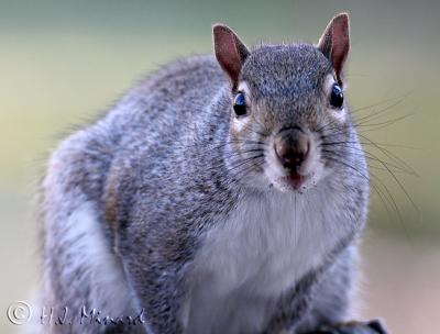 Squirrel 2