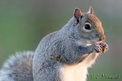 Squirrel 3