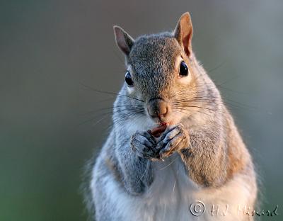 Squirrel 4