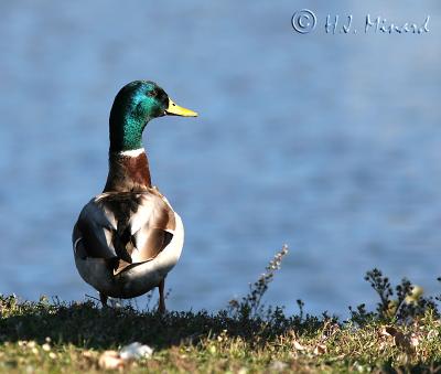 Mallard 1