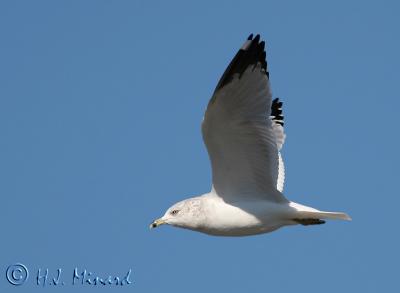 Flying seagull