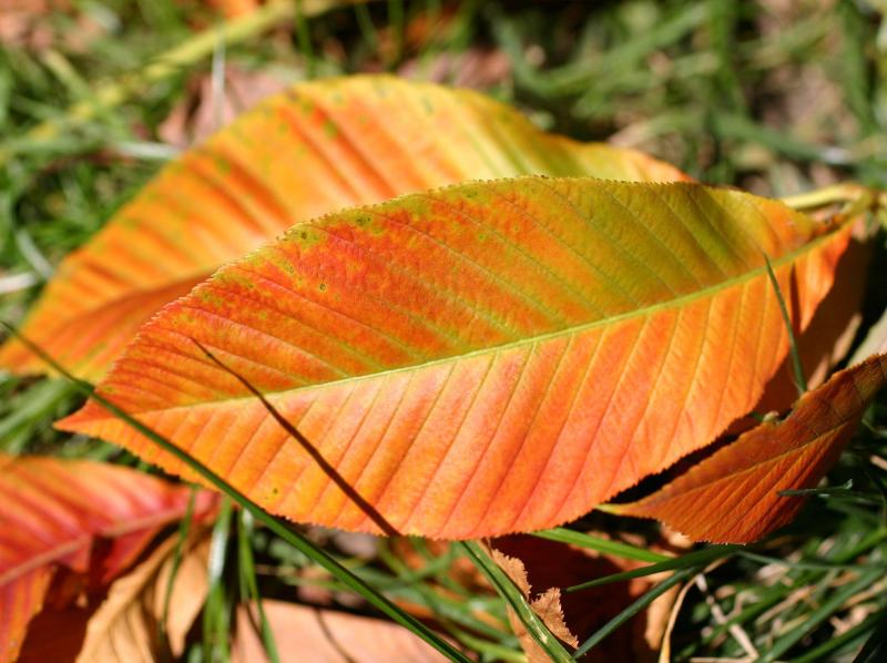 Cherry Tree Foliage
