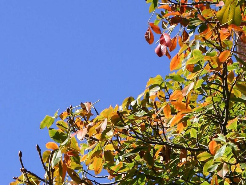 Cherry Tree Foliage