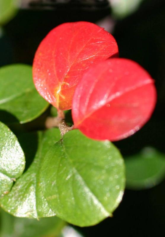 Berberis