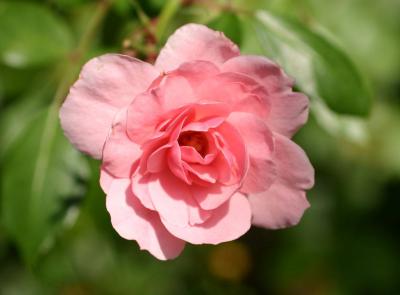 Pink Rose  - Minetta Triangle Park