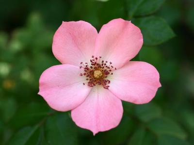 Pink Rose - Minetta Triangle Park