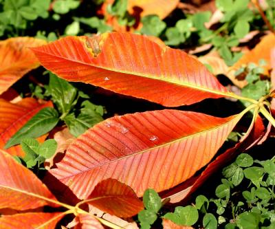 Red Cherry Leaves on Green Clover in Washington Square Park