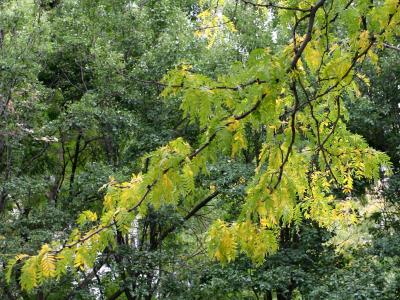 Honey Locust