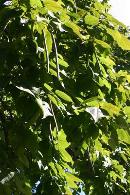 Catalpa