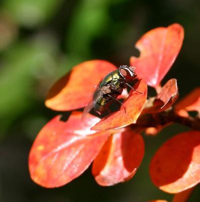 Fly on Pyracantha WSVG