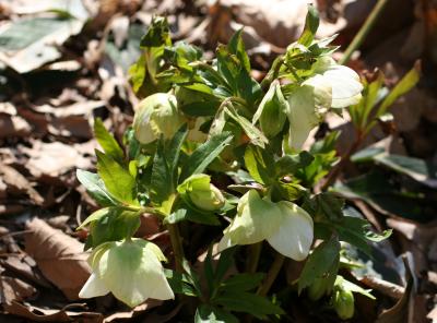 Helleborus or Lenten Rose